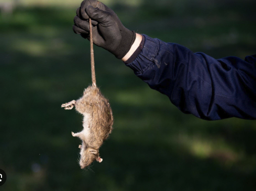 Rats Removal #2