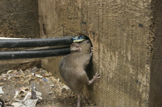 Rats gettting to crawl space #3
